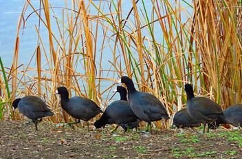 coots by a lake - image #496113 gratis