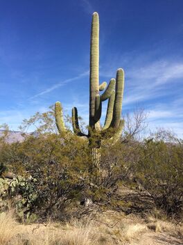 Saguaro - Kostenloses image #496203