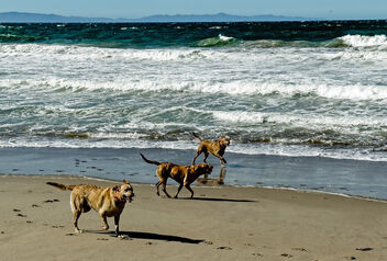 Doggie Good Times At The Beach - бесплатный image #496473