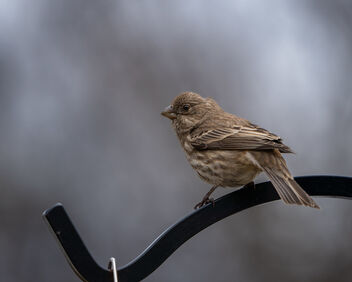 Female Finch Waits For Her Chance - image gratuit #496493 