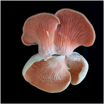 Exotic Mushroom, day seven. - Free image #496663