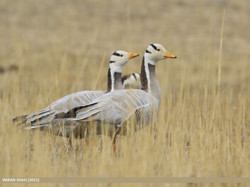 Bar-headed Goose (Anser indicus) - Free image #496693