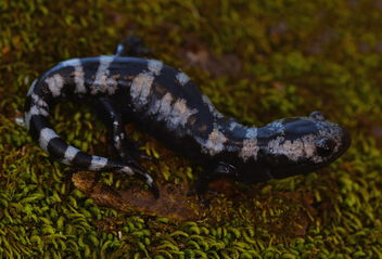 Marbled Salamander (Ambystoma opacum) - бесплатный image #497443