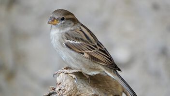 Sparrow! - image #497453 gratis