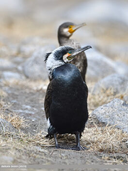 Great Cormorant (Phalacrocorax carbo) - image gratuit #497623 