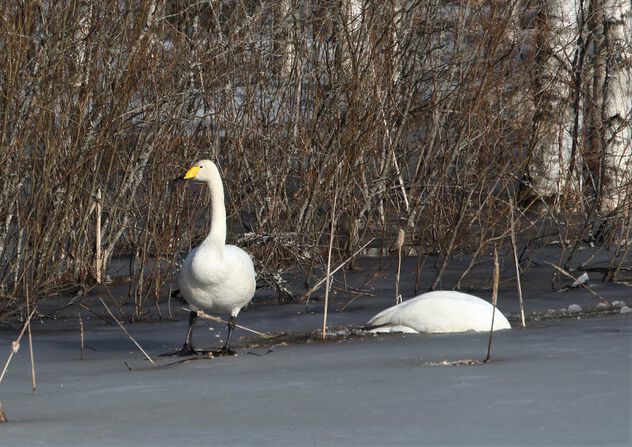 Swans are back - бесплатный image #497663