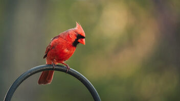 Papa Cardinal - Free image #497973