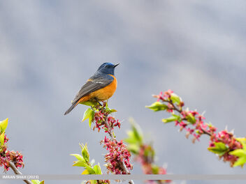 Blue-fronted Redstart (Phoenicurus frontalis) - Free image #497983