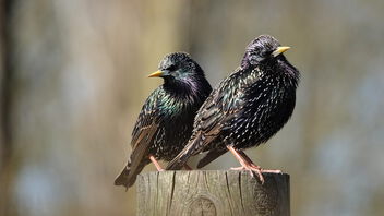 Spring starlings! - Free image #497993