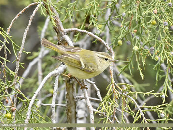 Hume's Warbler (Phylloscopus humei) - Free image #498113