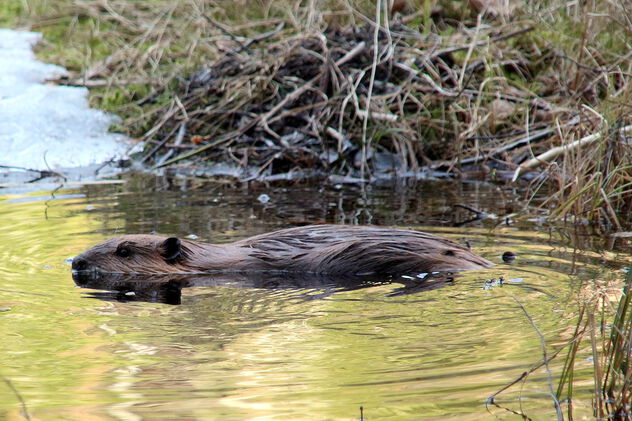 Beaver puppy in wilderness pond - бесплатный image #498253