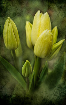 Multi-headed Tulips.jpg - image gratuit #498303 