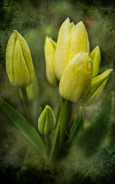Multi-headed Tulips.jpg - Free image #498303