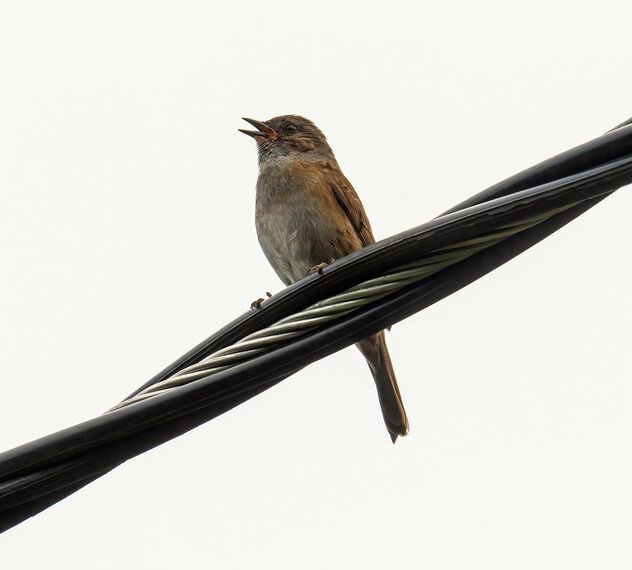 Bird on a wire (Prunella modularis) - Free image #498393