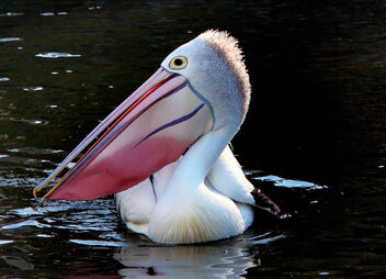 The Pelican. - Kostenloses image #498423