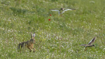 Kiebitze verjagen Hasen und Rotschenkel - image gratuit #498633 
