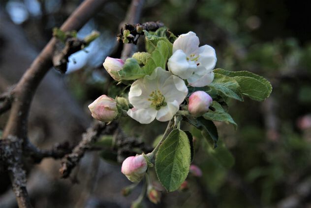 First appletree flowers - Free image #498643