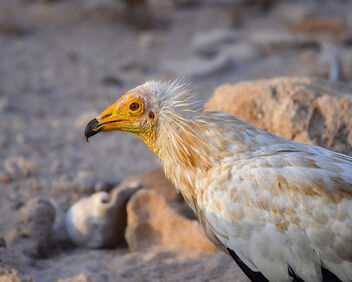 Egyptian Vulture - image #498693 gratis