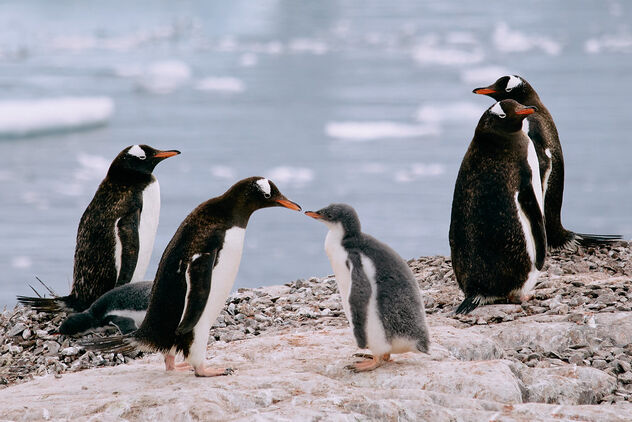 Antarctica penguins - Free image #498703
