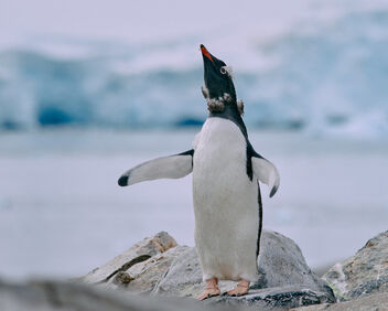 Penguin wishing for a swim - image #498723 gratis
