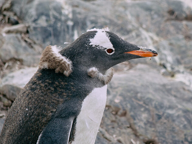 Young Antarctica Penguin - image gratuit #498753 
