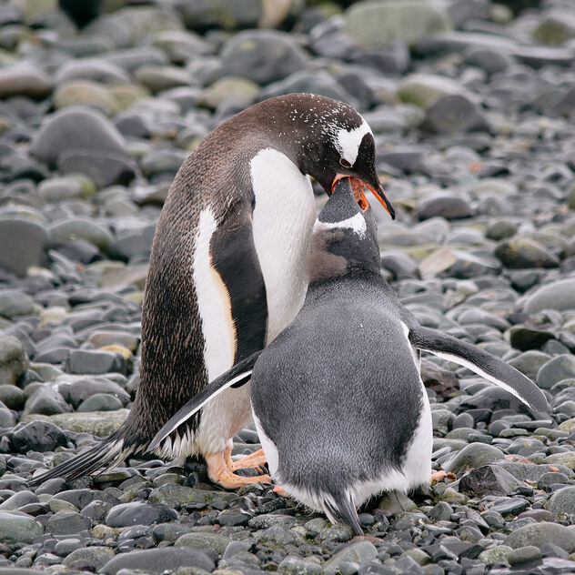 Mother penguin feeding child - image gratuit #498773 