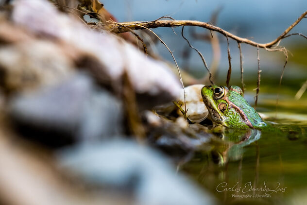 The green frog - Kostenloses image #498913