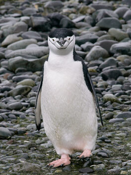 Chinstrap Antarctica penguin - image #498923 gratis