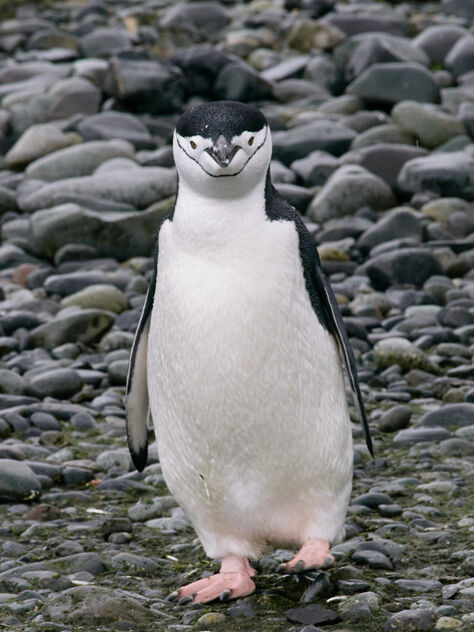 Chinstrap Antarctica penguin - Free image #498923