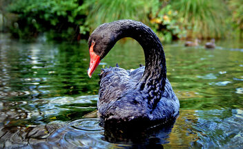 The black swan. - Free image #498973