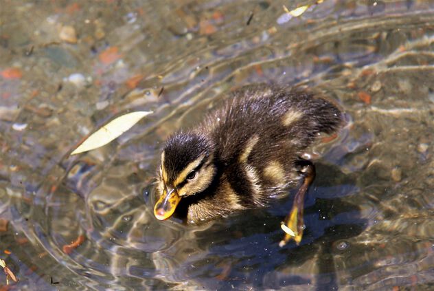 Little duckling - Free image #499033