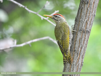 Scaly-bellied Woodpecker (Picus squamatus) - Free image #499083