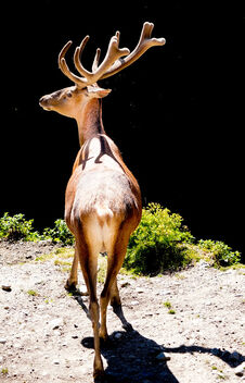 Red Deer Stag - image gratuit #499153 
