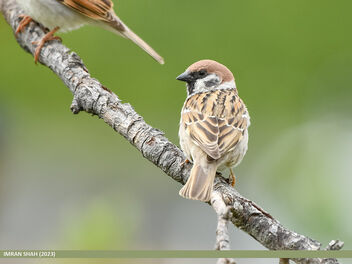 Eurasian Tree Sparrow (Passer montanus) - image gratuit #499443 