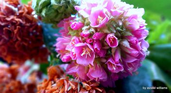 Pink flower - Kostenloses image #499613