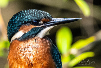 Common Kingfisher taken in the Reserva do Paul Arzila, Portugal - image gratuit #499623 