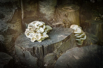 Fungus in the Woodpile - Free image #499803
