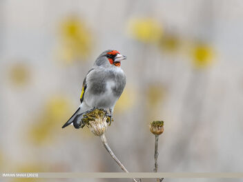 European Goldfinch (Carduelis carduelis) - image gratuit #499863 