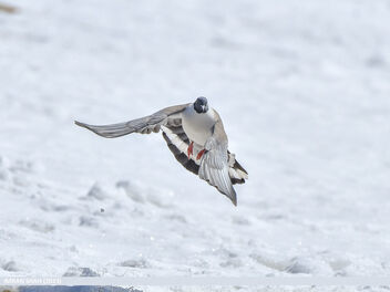 Snow Pigeon (Columba leuconota) - image gratuit #499883 