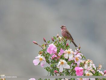 Red-Mantled Rosefinch (Carpodacus rhodochlamys) - image gratuit #500083 