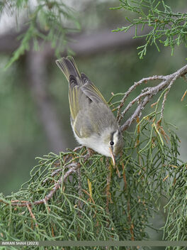 Western Crowned Warbler (Phylloscopus occipitalis) - Free image #500333