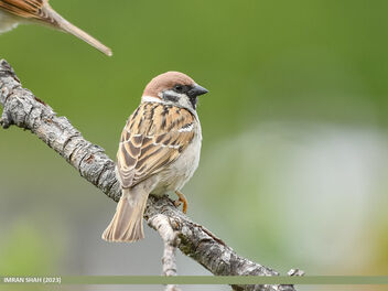 Eurasian Tree Sparrow (Passer montanus) - бесплатный image #500493