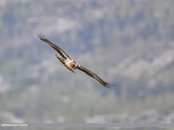 Booted Eagle (Hieraaetus pennatus) - Free image #500713