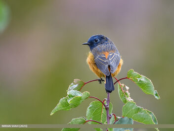 Blue-fronted Redstart (Phoenicurus frontalis) - Free image #501513