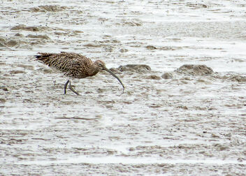 Curlew - Kostenloses image #501563