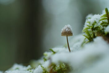 [First Snow On A Small Fungi | 20231027-A6503700.JPG] - бесплатный image #501733