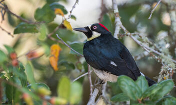 Acorn Woodpecker (f) with pink eyes - Free image #501943