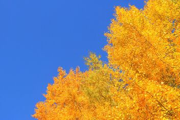 Autumn menories - Free image #502013