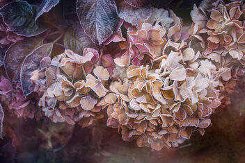 Frosted Hydrangea - textured - Free image #502423