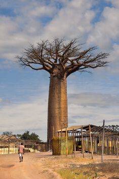 Village Baobab, Madagascar - Free image #502613